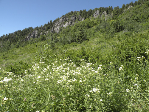 Neffs canyon