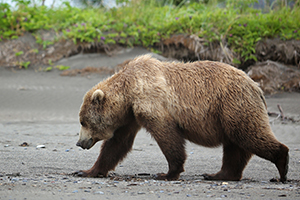 brown bear