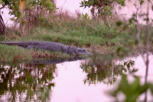 everglades alligator