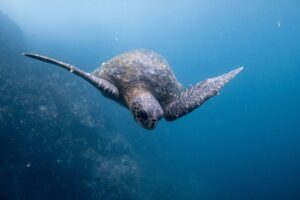 Galapagos Islands turtle