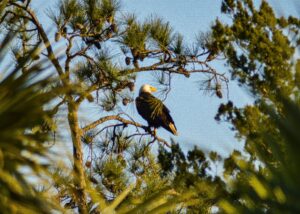 wildfire Francis Marion