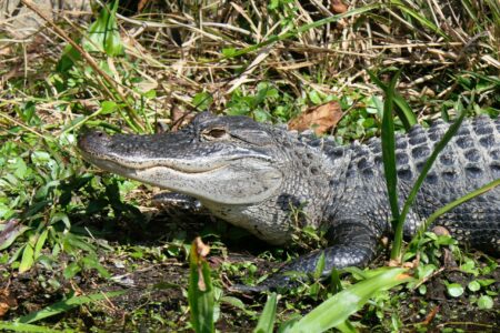 alligator swamp