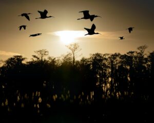 everglades birdwatching