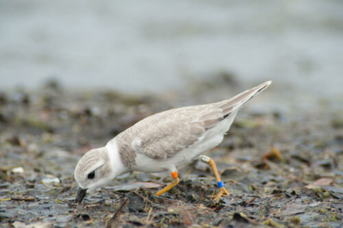 beach birding