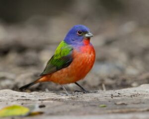 painted bunting birding