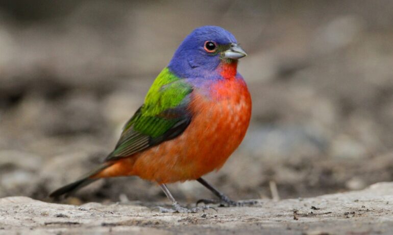 painted bunting birding