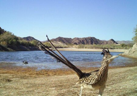 roadrunner birding