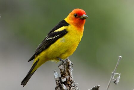 tanager birding