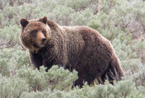 grizzly bear spray