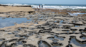 La Jolla Tide Pool